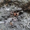TARANTULA